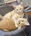 Mint (kitten)