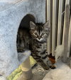 Lilac (kitten)