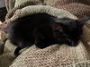 Boo (kitten)