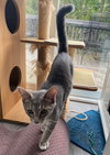 Como (kitten)
