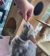 Como (kitten)