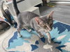 Como (kitten)