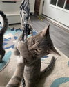Como (kitten)