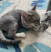 Como (kitten)