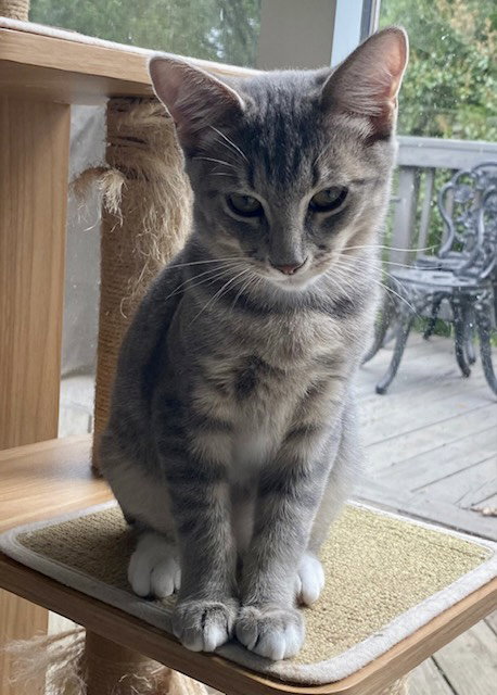 Como (kitten)