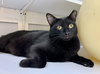 Cole (in foster)