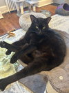 Cole (in foster)