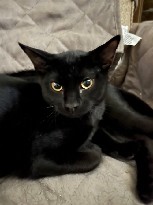Ebony (must be adopted w/Inky)