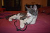 Stripes (must be adopted w/Twiggy)