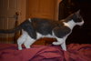 Stripes (must be adopted w/Twiggy)
