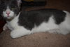 Stripes (must be adopted w/Twiggy)