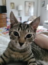 Chunky (kitten)