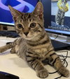 Chunky (kitten)
