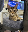 Chunky (kitten)