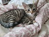 Curly (kitten)