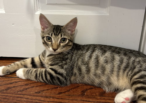 Curly (kitten)