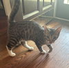 Curly (kitten)