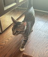 Curly (kitten)