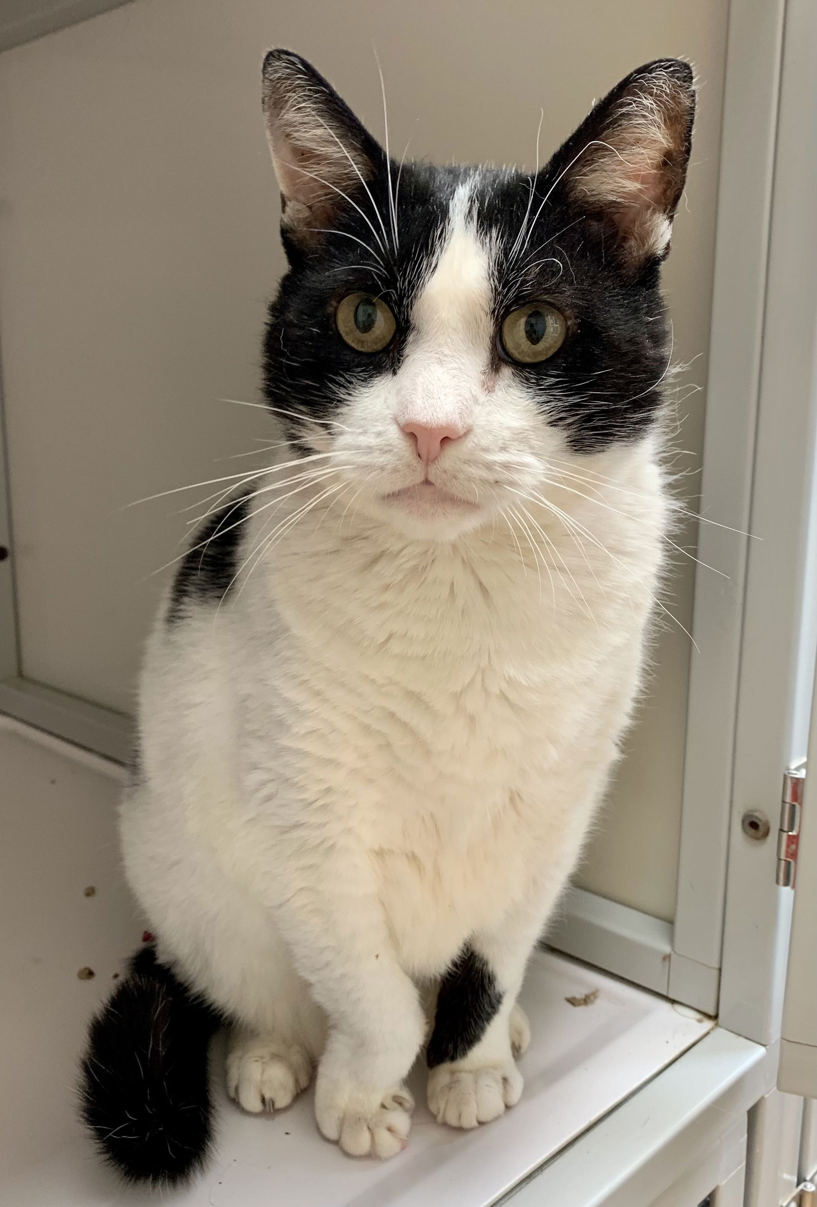 Thomas (FIV+ and Positively Adoptable)'s Web Page