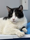 Thomas (FIV+ and Positively Adoptable)