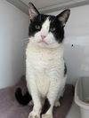 Thomas (FIV+ and Positively Adoptable)