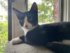 Pink Lady (kitten)