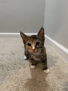 Edith (kitten)