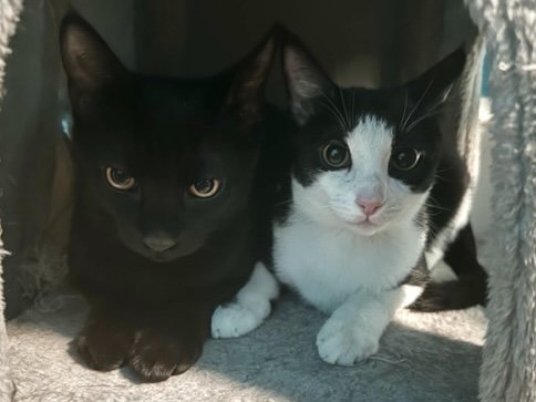 Shadow & Spunky (kittens)