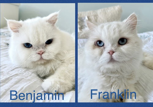 Benjamin &Franklin (In Foster)