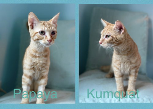Kumquat & Papaya (In Foster)