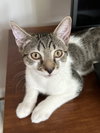 Little Richard & Tutti Frutti (kittens)