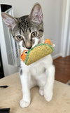 Little Richard & Tutti Frutti (kittens)