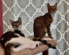 Little Richard & Tutti Frutti (kittens)