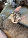 Little Richard & Tutti Frutti (kittens)