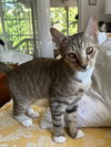 Little Richard & Tutti Frutti (kittens)