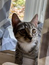 Lucille