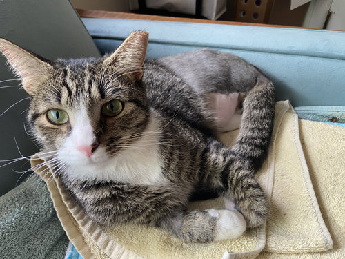 Kingston (Tripod)