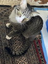 Kingston (Tripod)