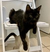 Betty (Golden Girls kitten)