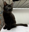 Betty (Golden Girls kitten)