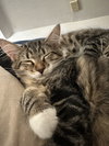 Cass (kitten in foster)
