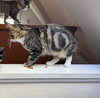 Cass (kitten in foster)
