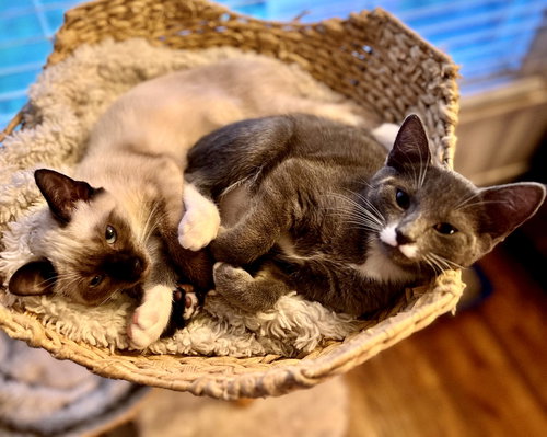 Boots & Socks (sisters; kittens)