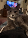 Boots & Socks (sisters; kittens)