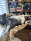 Boots & Socks (sisters; kittens)