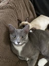Boots & Socks (sisters; kittens)