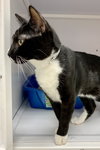 Onyx (St. Thomas)