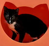 Onyx (St. Thomas)