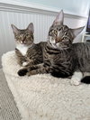 Adriel + Skippy (In Foster)