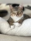 Adriel + Skippy (In Foster)
